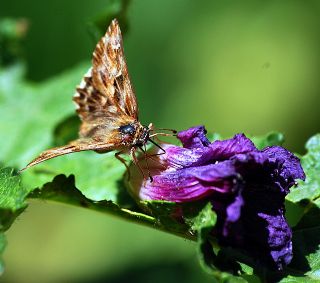 Hatmi Zpzp (Carcharodus alceae)