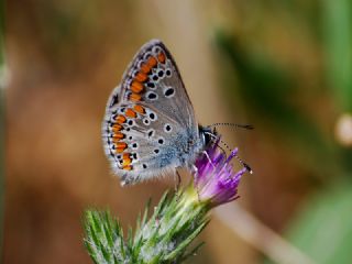 okgzl Esmer (Aricia agestis)