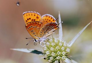 Kk Ate Gzeli (Lycaena thersamon)