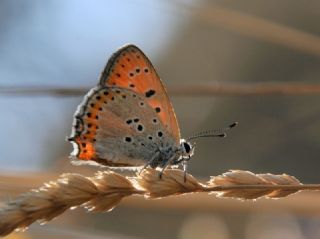 Tr almalar ([unknown genus] n/a)