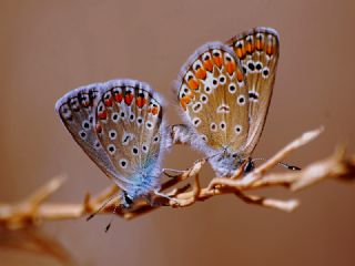 okgzl Mavi (Polyommatus icarus)