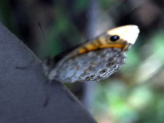 Küçük Esmerboncuk (Lasiommata megera)