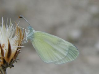 Doulu Narin Orman Beyaz (Leptidea duponcheli)
