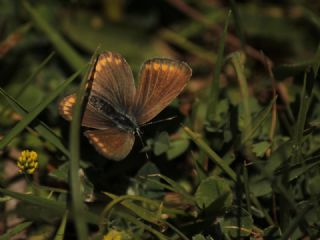 okgzl Mavi (Polyommatus icarus)