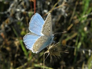 okgzl Gk Mavisi (Polyommatus bellargus)