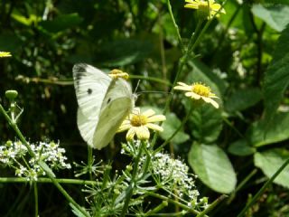 Tr almalar ([unknown genus] n/a)