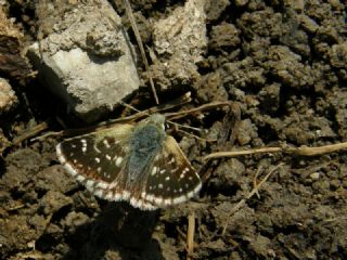 Kzl Zpzp (Spialia orbifer)