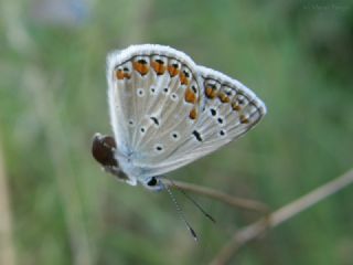 Tr almalar ([unknown genus] n/a)