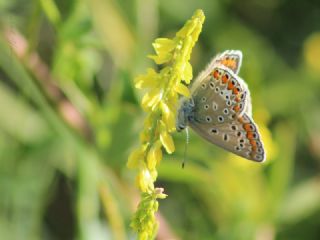 okgzl Mavi (Polyommatus icarus)