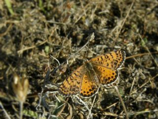 Benekli parhan (Melitaea didyma)