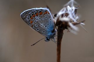 okgzl Mavi (Polyommatus icarus)