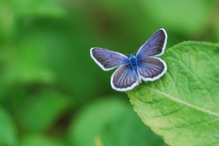 Gm Lekeli Esmergz (Plebejus argus)