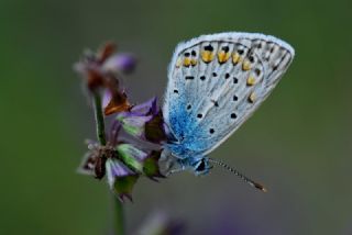 okgzl Mavi (Polyommatus icarus)