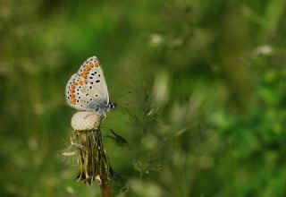 okgzl Esmer (Aricia agestis)