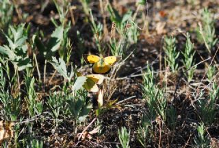 Sarı Azamet (Colias croceus)