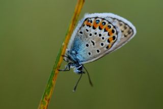 Gm Lekeli Esmergz (Plebejus argus)