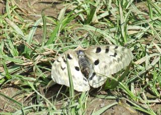 Apollo (Parnassius apollo)