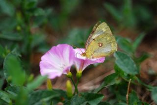 Azeri Azameti (Colias chlorocoma)