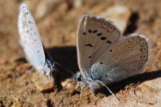 Çokgözlü Edon Mavisi (Polyommatus aedon)