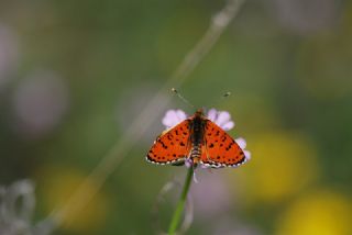 Benekli parhan (Melitaea didyma)