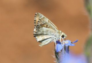 Tr almalar ([unknown genus] n/a)