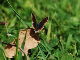 okgzl Esmer (Aricia agestis)