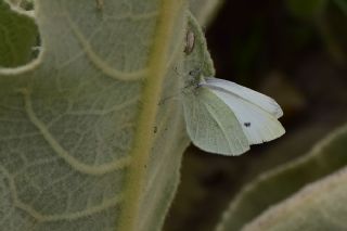 Tr almalar ([unknown genus] n/a)
