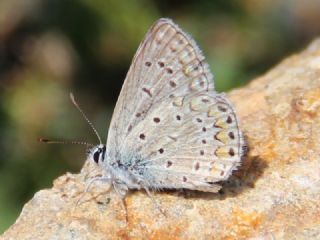 okgzl Mavi (Polyommatus icarus)