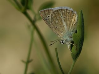 Tr almalar ([unknown genus] n/a)