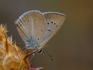 Tr almalar ([unknown genus] n/a)