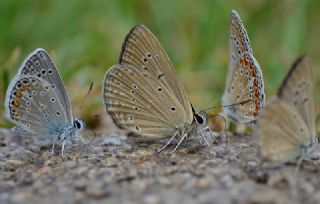 Anormal okgzl (Polyommatus admetus)