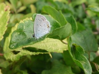 Tr almalar ([unknown genus] n/a)