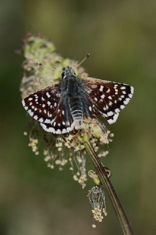 Kzl Zpzp (Spialia orbifer)