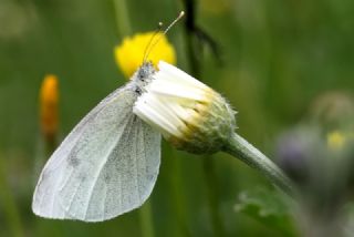 Kk Beyazmelek (Pieris rapae)