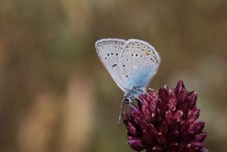 okgzl Amanda (Polyommatus amandus)