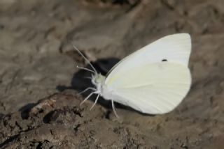 Kk Beyazmelek (Pieris rapae)