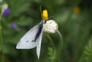 Kk Beyazmelek (Pieris rapae)