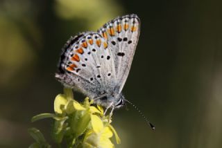 okgzl Esmer (Aricia agestis)