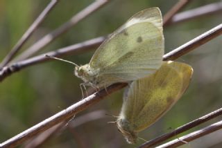 Kk Beyazmelek (Pieris rapae)