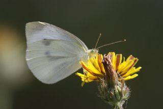 Kk Beyazmelek (Pieris rapae)