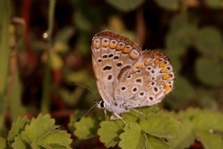 okgzl Mavi (Polyommatus icarus)