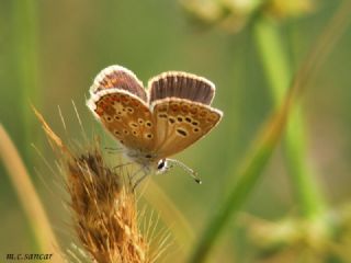 Tr almalar ([unknown genus] n/a)