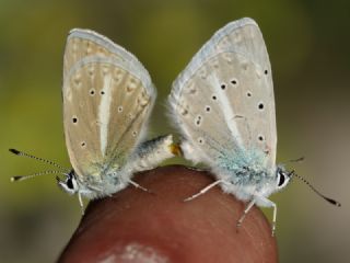 Lacivert Anadolu Çokgözlüsü (Polyommatus actis )