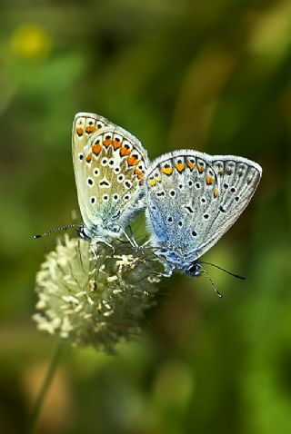 okgzl Mavi (Polyommatus icarus)