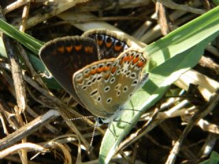 okgzl Mavi (Polyommatus icarus)