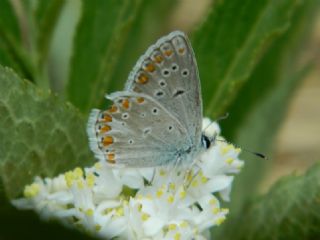 Anadolu okgzls (Polyommatus hyacinthus)