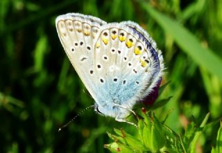 okgzl Mavi (Polyommatus icarus)