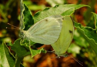 Tr almalar ([unknown genus] n/a)