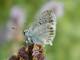 Anadolu okgzls (Polyommatus hyacinthus)