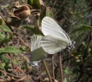 Doğulu Narin Orman Beyazı (Leptidea duponcheli)